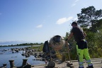Rönnskär laituri, Vuorinen  (52)